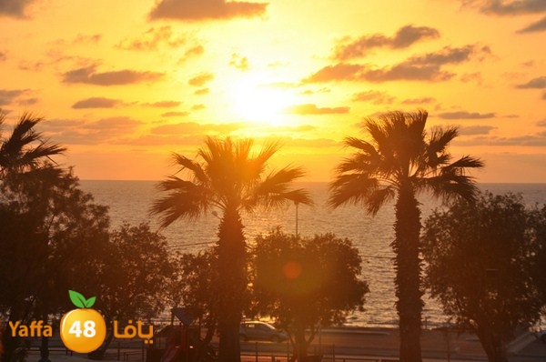 trees yaffa jamhairea (6).JPG